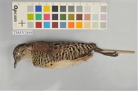 藏品(棕三趾鶉)的圖片